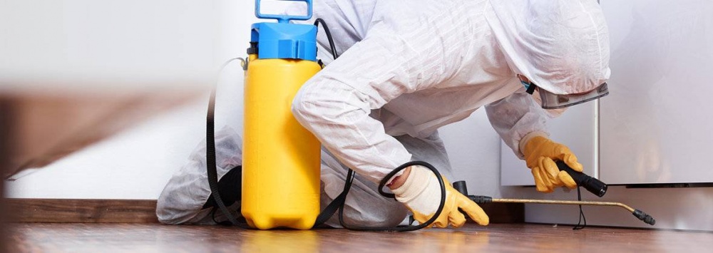 Specialist servicii DDD- executand dezinsectie